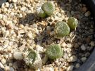 COP 60-1 Conophytum ectypum ssp. brownii